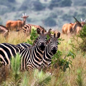 Tanzania Parks