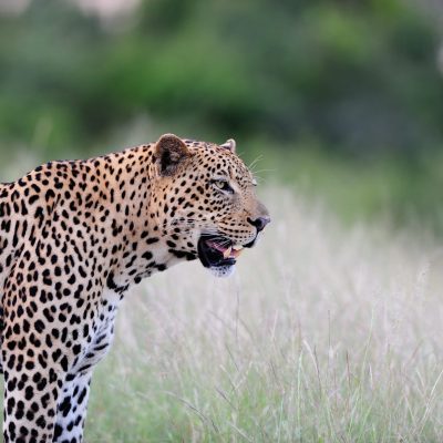 An African leopard roaring angrily captured on the fields of the African jungles